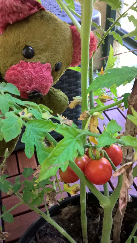  Vegetable garden